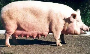 Porci de vânzare (porci bacon în toată varietatea de rase existente