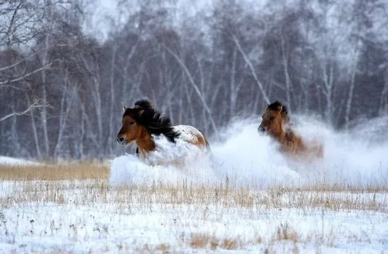 Prezentare generală a rasei de cai Yakut, descrierea și fotografia acesteia