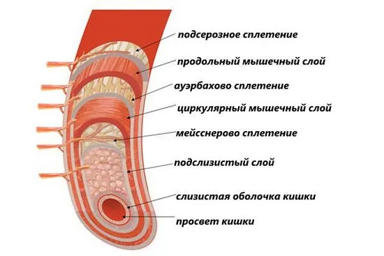 Как изглежда стомашно-чревния тракт на човек