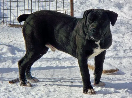 boerboel