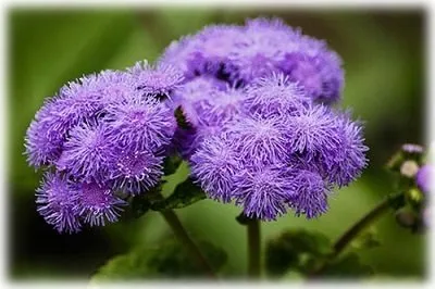 Ageratum засаждане и грижи в открита земя