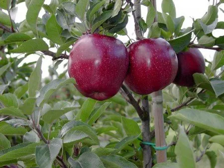 Описание на сорта Red Delicious, засаждане на разсад, грижи