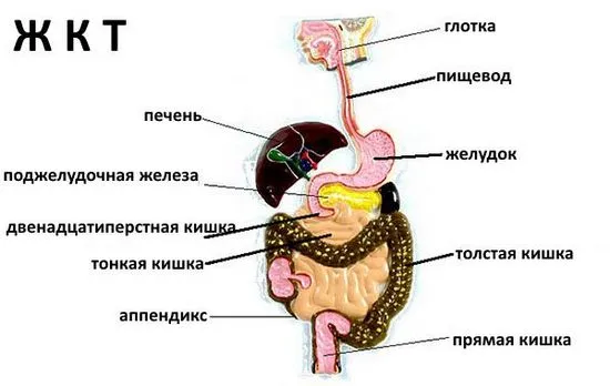 Как да се предпазим от стомашно-чревни заболявания