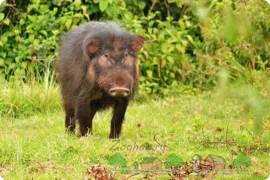 Prezentare generală a porcului sălbatic de pădure, descrierea și fotografia acestuia