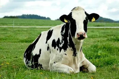 Leucemie la vaci. Prevenirea și tratamentul leucemiei bovine