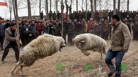 Видео и фото преглед на бойни овни в Кавказ