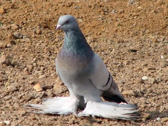 PorumbeiAgarany (turkmen) descriere, fotografie a rasei