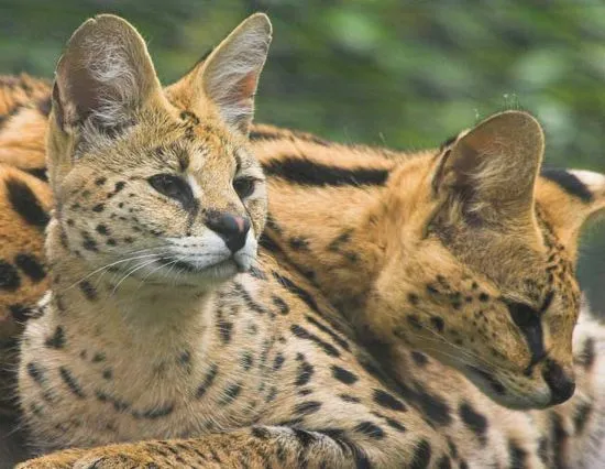 serval