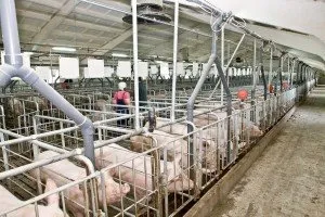 Etapele construcției mini fermei de porci, statistici și profit