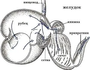 Колко стомаха има кравата и каква е тяхната структура