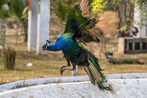 Zboară sau nu păunii descriere, fotografie, răspuns