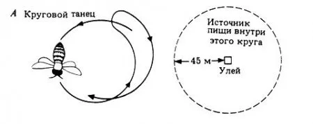 Танци на пчели, защо са необходими, видове, модели на летене
