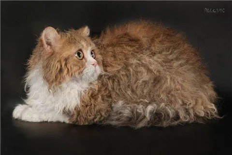 Selkirk Rex никога няма да ви липсва