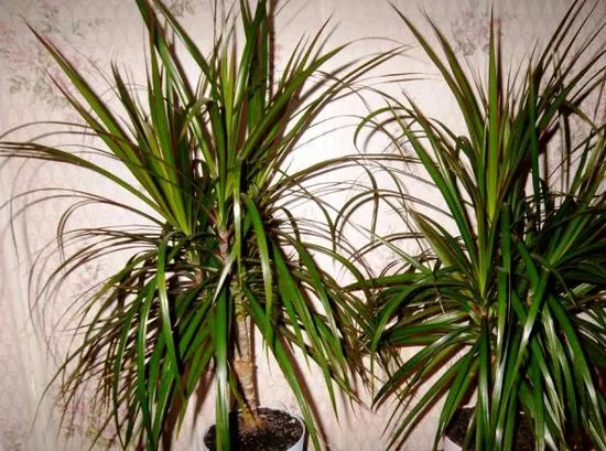 Всичко за отглеждането и грижите за Dracaena Marginata