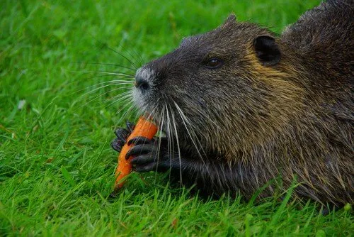 Beneficiile și daunele cărnii de nutria, proprietăți medicinale ale grăsimii de nutria