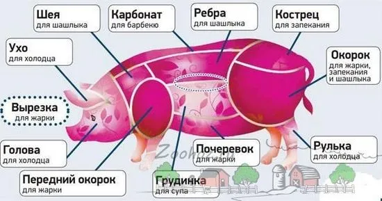 Корем, кост, филе и други части от тялото на прасето на диаграмата