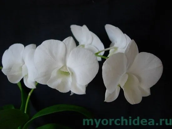 Dendrobium phalaenopsis грижа, снимка, възпроизвеждане