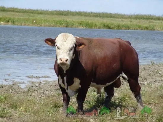 Vaca fără coarne Komolaya - acesta este un fel de recenzie și fotografie