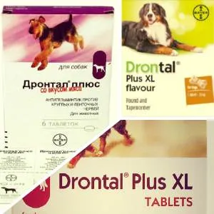 Drontal plus за кучета инструкции, цена, прегледи, как да се изчисли дозата