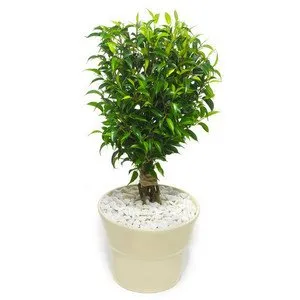 Отглеждане и пресаждане на Ficus Natasha у дома