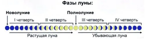 чесън