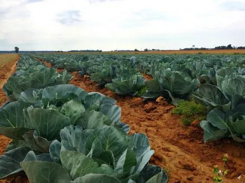 Торене на зеле в открита земя, как да се грижим за него, поливане