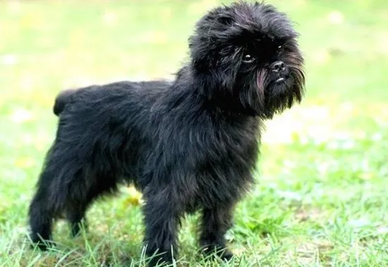 Affenpinscher подробен преглед на породата (снимка)