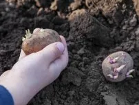 Uborka palántákat nőnek a tojáshéj, a kertész (tanya)