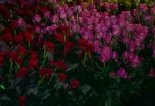 Cultivarea trandafiri în flori și plante cu efect de seră de vânzare, de retragere olandeză, fotografii și Ekibastuz