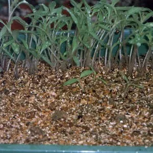 plantelor vermiculit - gradina fara griji