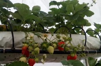 Отглеждане Ремонтантна ягоди от семена в земята и оранжерията