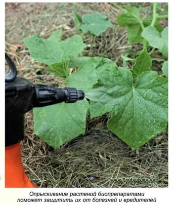 castraveți în creștere ecologice (agricultura ecologică), site-ul de grădină, cabana și camera