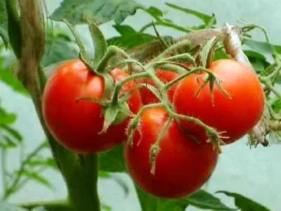 Изберете зеленчукови семена, които сортове по-добре да се купуват и растителни - домати, краставици, чушки, патладжан