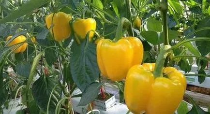 Paprika termesztés üvegházban polikarbonát palánták ültetése, fotók