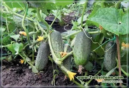 castraveți în creștere ecologice (agricultura ecologică), site-ul de grădină, cabana și camera