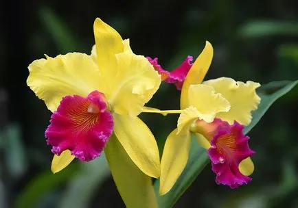 Видове снимки на орхидеи, имена видове домашни орхидеи