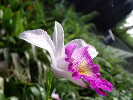 Tipuri de fotografii de orhidee, nume, tipuri de orhidee autohtone