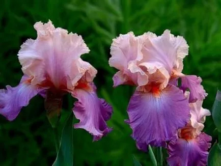 Cultivarea iris, cabana, casa