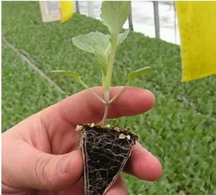 Paprika termesztés üvegházban polikarbonát palánták ültetése, fotók