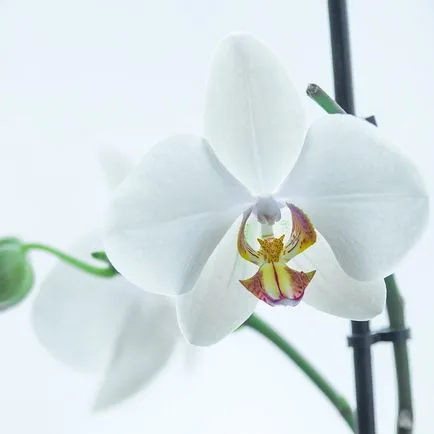 Видове снимки на орхидеи, имена видове домашни орхидеи
