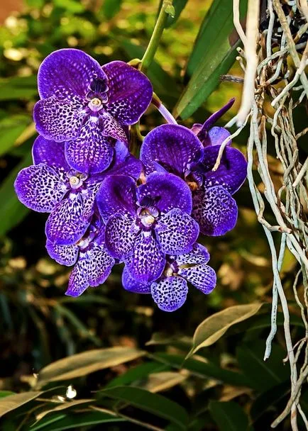 Tipuri de fotografii de orhidee, nume, tipuri de orhidee autohtone