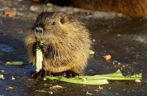 Băuturi și hrănitori pentru nutria cu propriile mâini