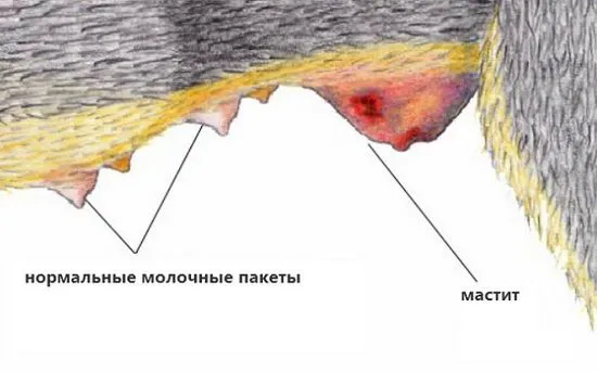 куче