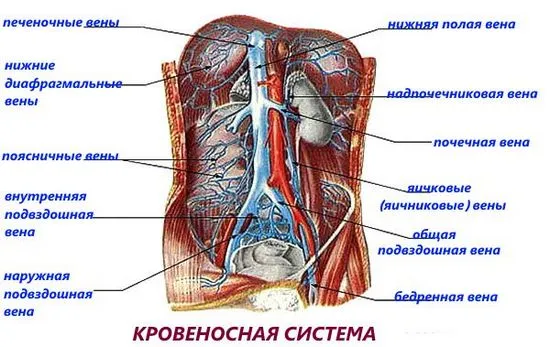 Нека да се справим с причините за хемороидите