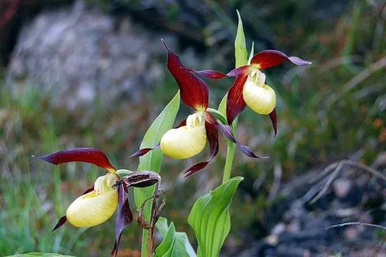 Ние отглеждаме тайни за грижа за орхидея Paphiopedilum