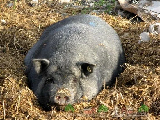 Fătarea de porci vietnamezi acasă