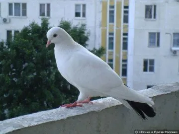 Как да се отървем от гълъбите на балкона Създаваме неблагоприятни условия за пернатите гости