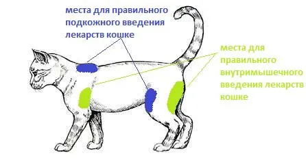 Как да инжектирате котка в холката, подкожно, интрамускулно, в бедрото, снимки, видео Murkote за котки и котки