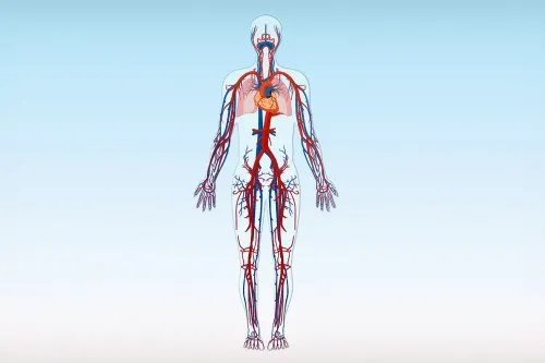 Човешката венозна система зависи от здравето на вените