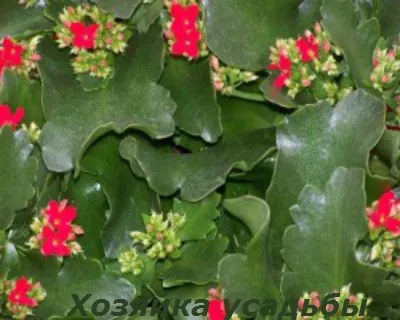 Kalanchoe - îngrijire acasă, udare, transplantare.